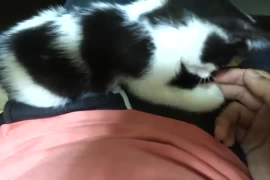  구조한 아기 길냥이 방에서 놀기, 급조한 장난감