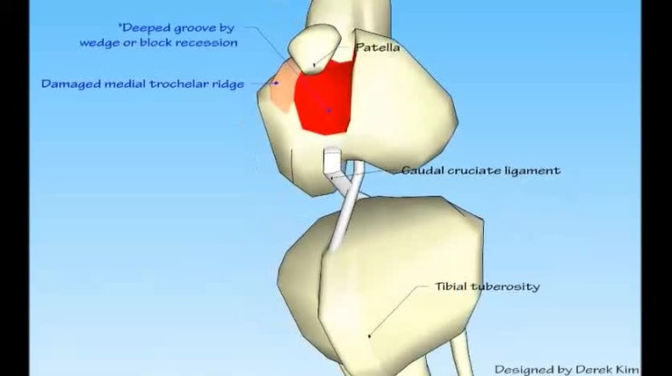  슬개골 탈구영상 (canine patellar luxation)