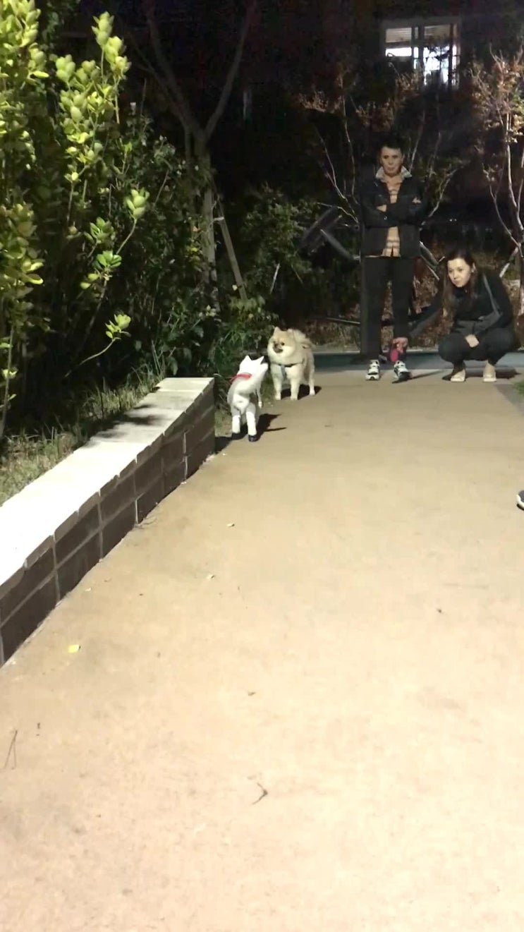  고양이 동갑 친구 사귀기