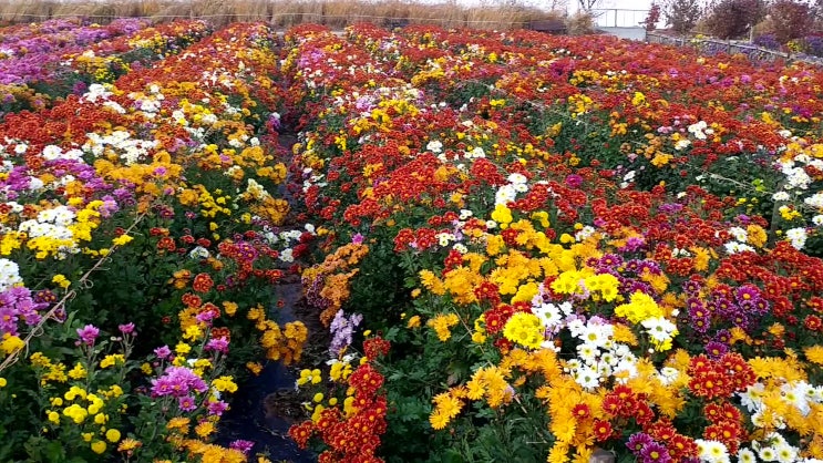  서산국화축제 환상적인 모습 11월8일부터 만개 시작