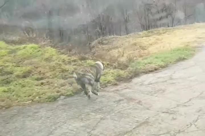 [자연목장] 미들아시안 오브차카 미니