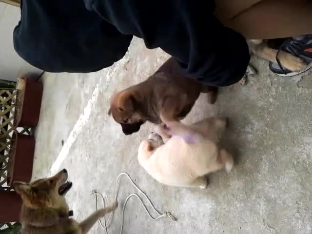  국견협회 혈통 진돗개 아가들