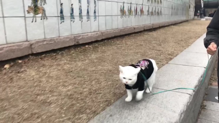  크리스마스 청계천 구경하고 온 고양이꼬비