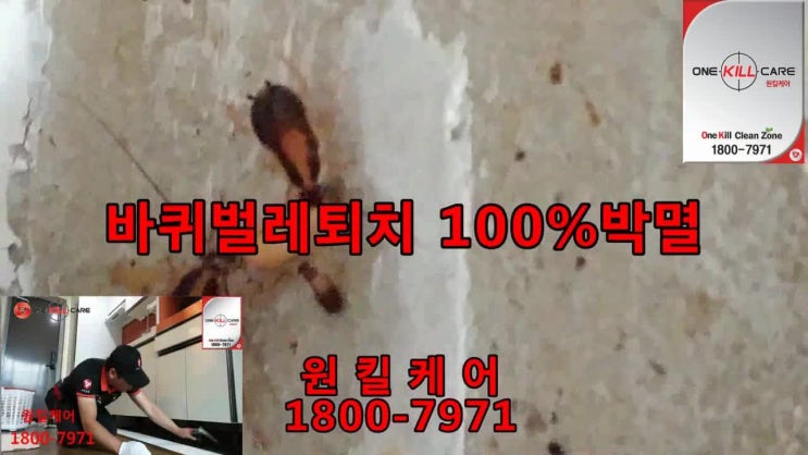  대구바퀴벌레퇴치가격 가성비짱!! 대구바퀴벌레퇴치업체는 역시 원킬케어