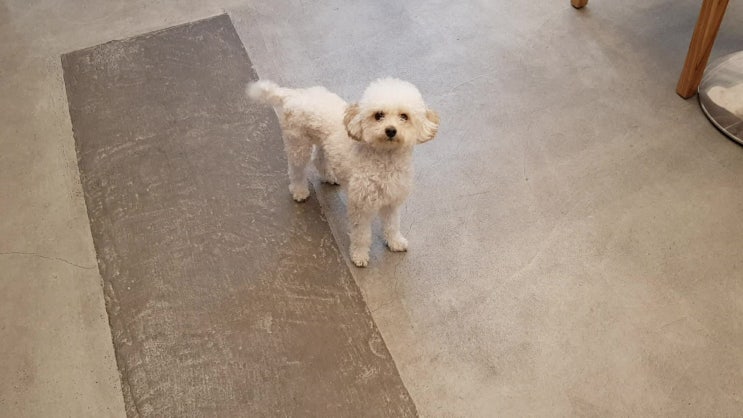  24시간애견동반카페 숲숨그레이에 놀러온 토이푸들