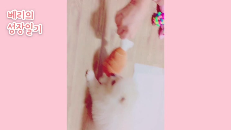  [성장일기] 꼬꼬마 베리가 좋아하던 오도도놀이️