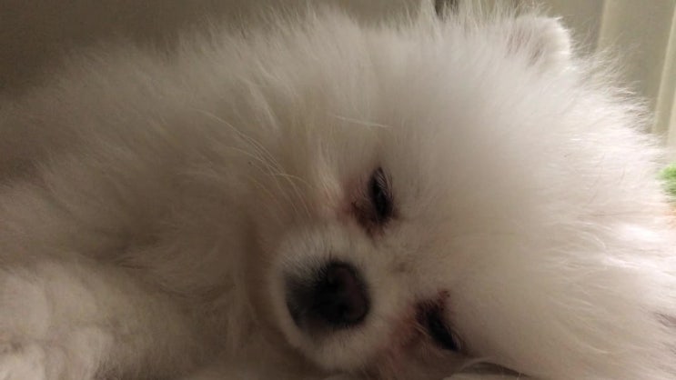  은구 자는 모습