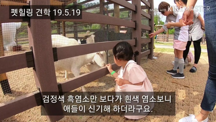  개장한 영월 연당 펫힐링 달빛동물원 체험학습 방문후기