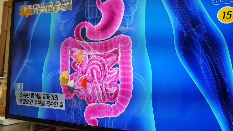  변비 없애는 유산균 장 건강 프리바이오틱스