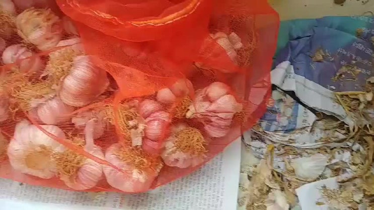  마늘은 밭마늘과 논마늘이 있다? 무슨 차이일까?