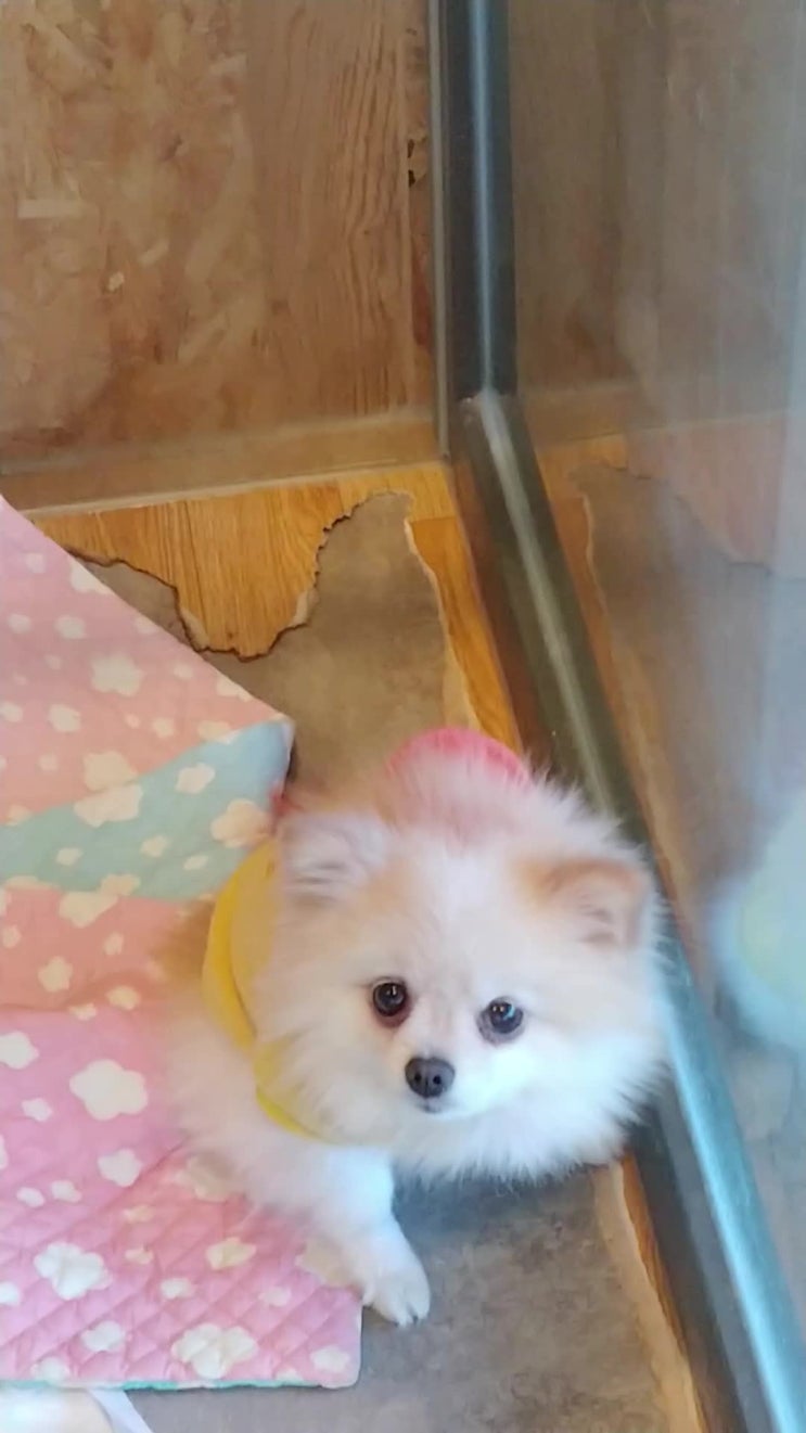  낯선 타인을 무는아이.
