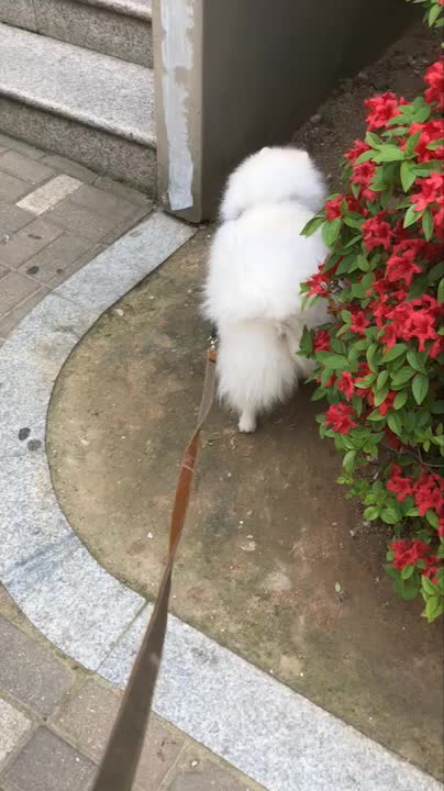  반려견 보조기
