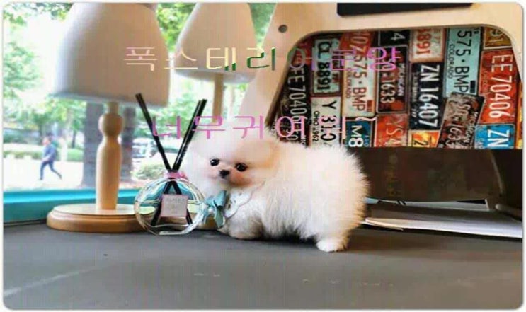  폭스테리어분양 애견분양 제대로 유명한곳.