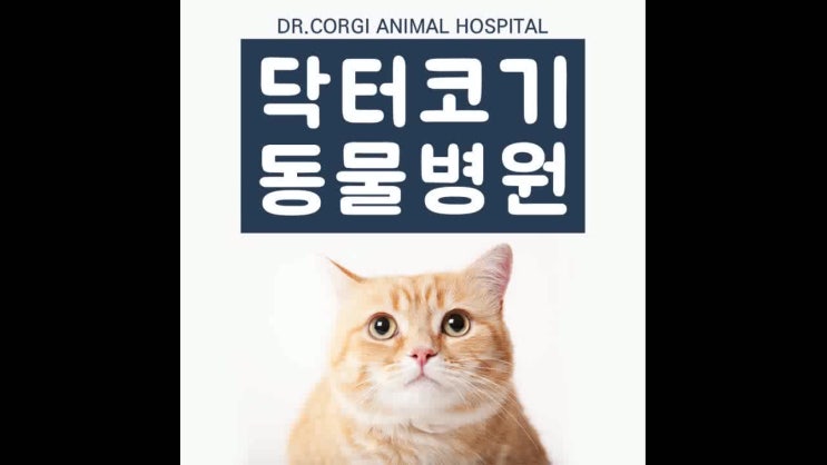  대전탄방동홈플러스 가까운 동물병원 찾으시나요?[고양이 중성화]