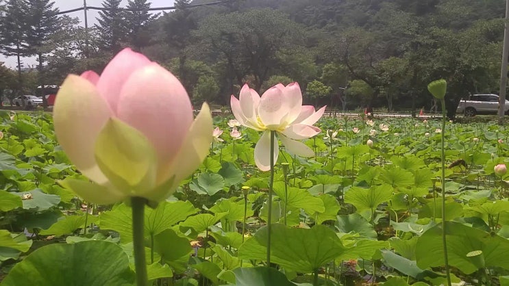  보은 속리산 연꽃단지