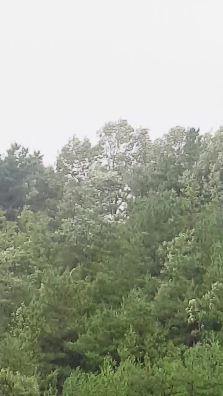  제5호 태풍  다나스(DANAS)