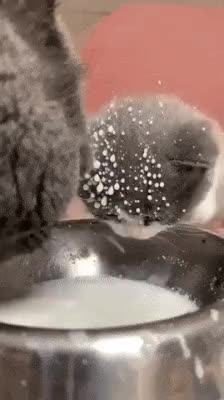  고양이 우유 목욕
