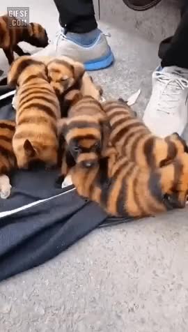  티거파는 아저씨