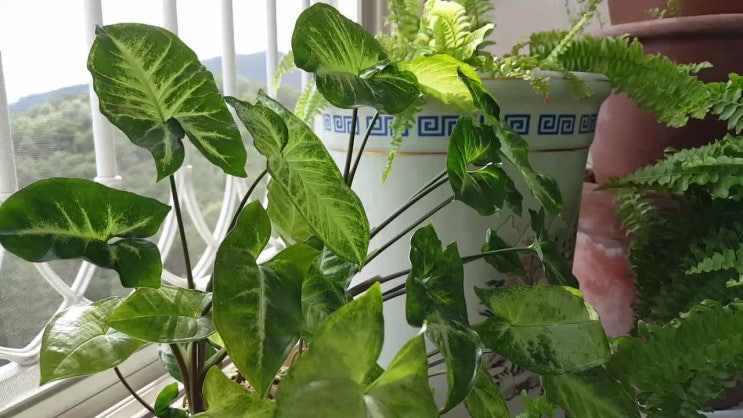  바람 불어 하늘하늘 춤을 추는 베란다 정원의 초록이들