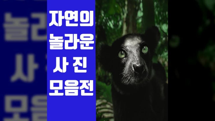  자연의 놀라운 사진 모음전