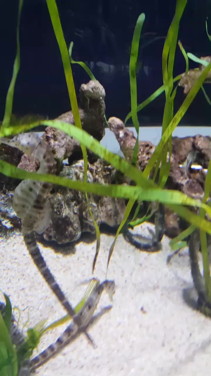  바다의말 해마