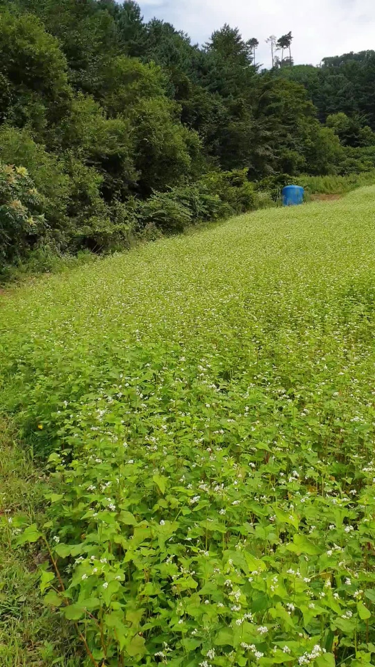  토종꿀 키우는 홍천 두메산골 토종벌 농부