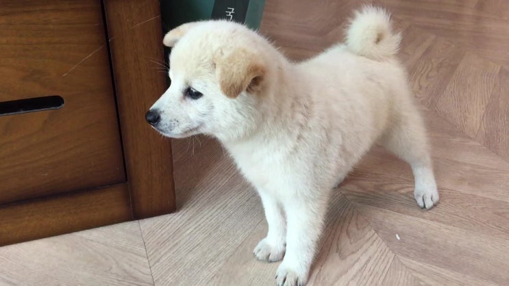  생후 70일, 시바남매 이야기, 건강한시바견 분양