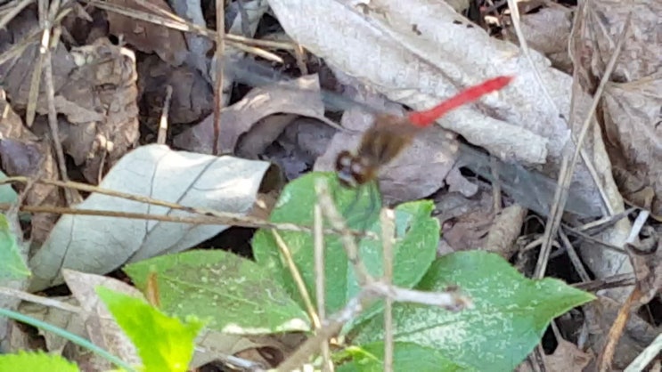  가을 들녁 '고추잠자리' (부산베이비시터,아이돌보미,육아도우미,가사도우미,정리수납)부산,울산,창원,수원,성남,대전,서울