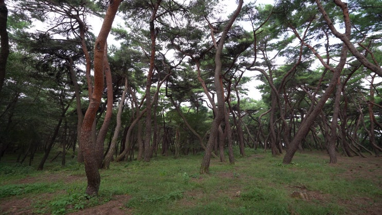  경주 가볼만한 곳, 삼릉숲 추천합니다.