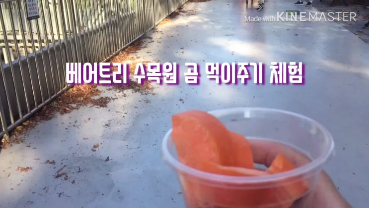  [베어트리파크]한국농수산대 조경학과의 수목원 견학! 진짜 곰이 살고 있는 베어트리수목원