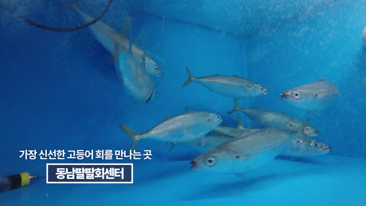  당신의 마음을 달래줄 가을 제주도 여행 : 가을 제주도 여행에 딱 어울리는 먹거리 고등어회 선택은 성산일출봉 회센터 동남팔팔수산(feat. 신경안정에 도움 되는 먹거리)