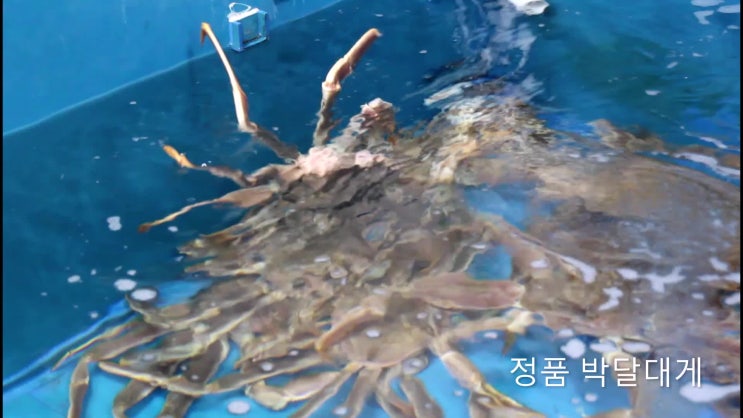 포항 홍게짬뽕 안묵고 박달로 묵는 포항대게직판장의 홍게제철