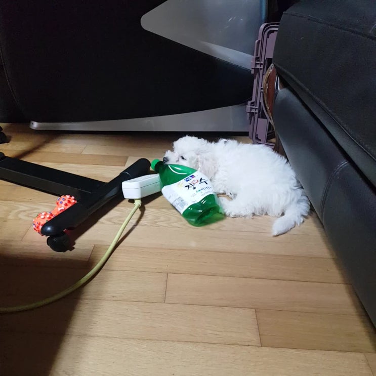  우리집 비숑의 즐거운 놀이