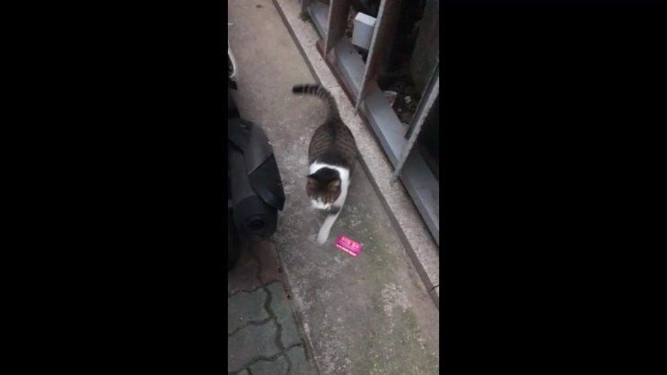  다가오는 길고양이가 말했다, 넌 고양이 맛집이야-.
