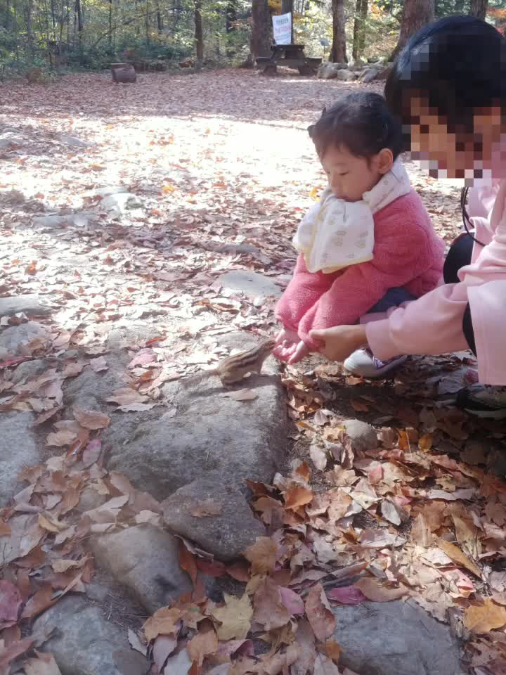  국내 가을 여행지 오대산 선재길에서 야생다람쥐를 만나다