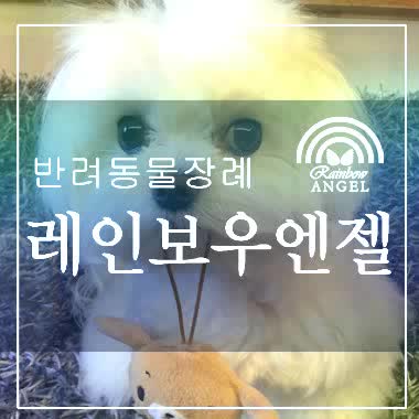  서울 광주 강아지 장례 여주 과천 애견 장례식장  용인 이천 성남 고양이 화장 분당 여주시 반려견 화장터 구리 남양주 마석 가평 양평 반려동물 화장장, 비용, '레인보우엔젤'