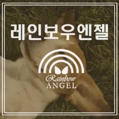  애견화장터는 가장 신뢰 가는 '레인보우엔젤' 에서 진행하세요.