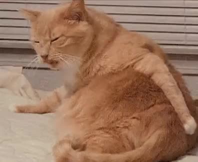  엉덩이 가려운 고양이