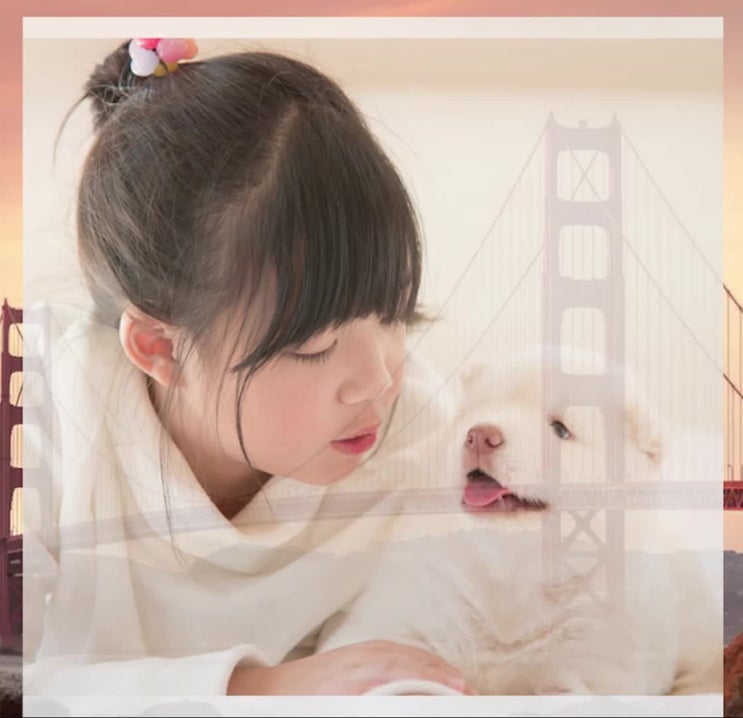  애견장례식장 꼭 확인해봐야 할 것들이 있어요