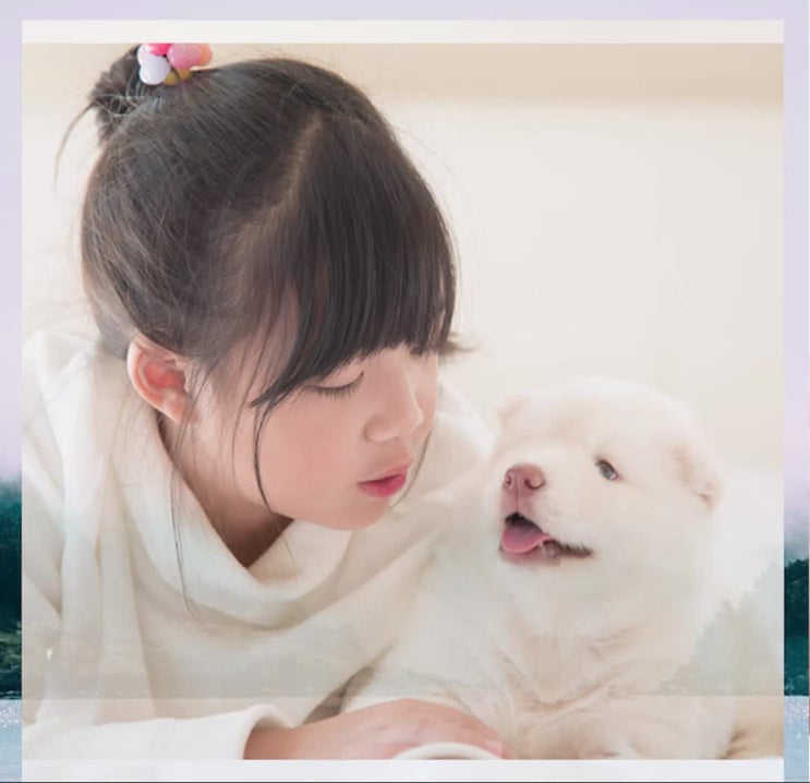  강아지 죽음, 고양이, 반려견 죽음, 강아지 죽었을 때 강아지 이별 방법은? 강아지 죽으면 알아야 할 것