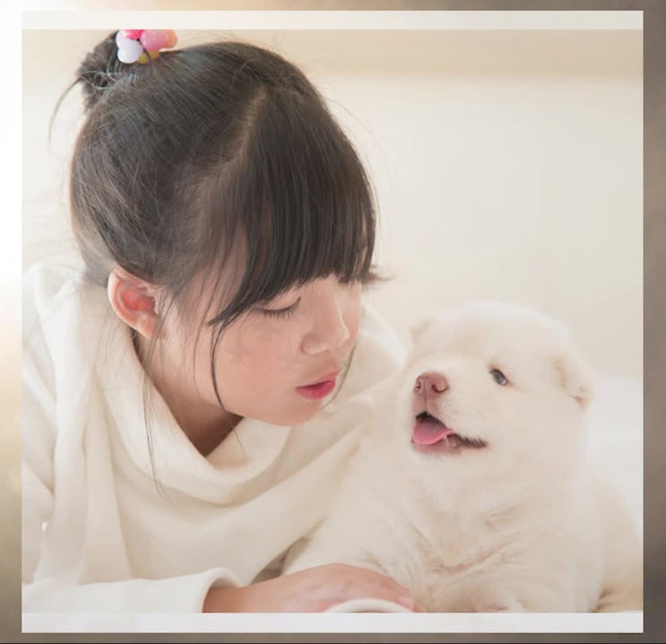  인천 부천 부평 김포 광명 시흥 (강아지 반려견 애견 반려동물 ) 장례 장례식장 화장 화장터의 올바른 선택 방법은