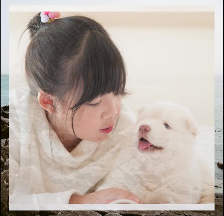  강아지(반려동물 애견 반려견 애완 동물) 장례업체, 바른 선택 기준은