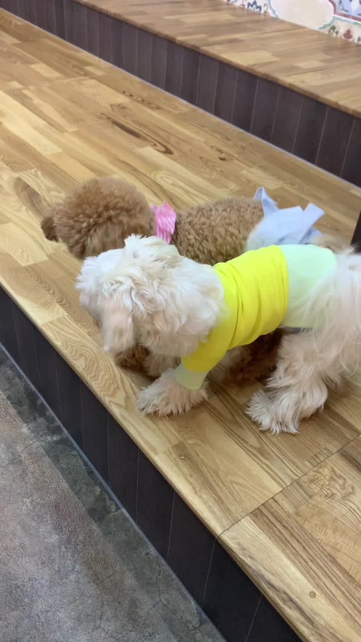  피터팻츠 운정점 :) 운정애견카페 추천