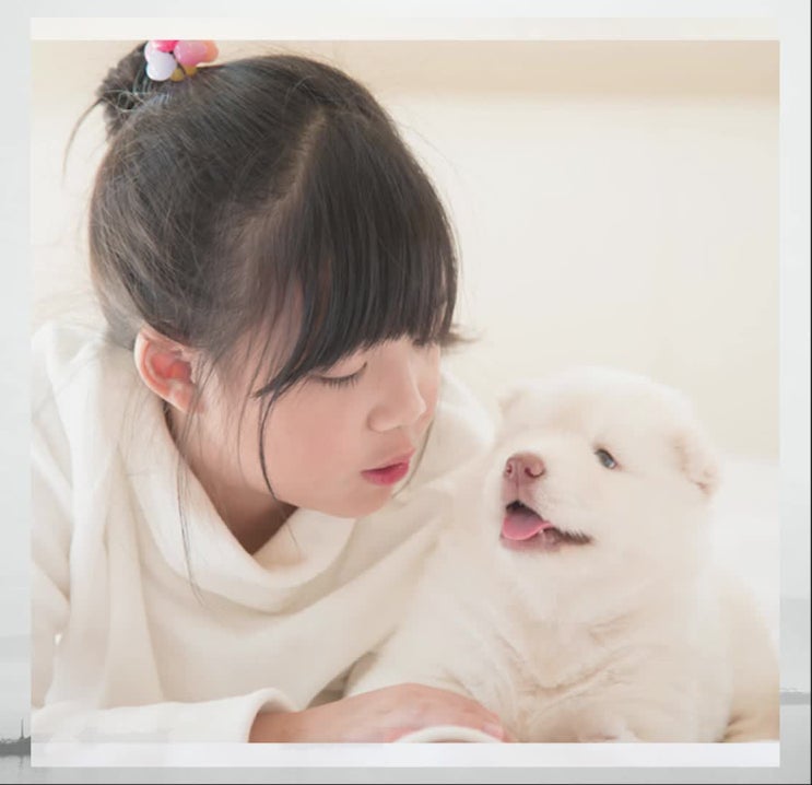  서울, 강아지 장례, 애견 화장, 화장터, 반려동물 장례식장, 비용 등 잘 확인하고 결정하세요