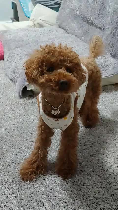  몽실언니 껌딱지 막둥이 또리장군~