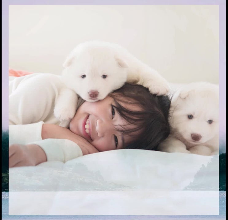  강아지 안락사, 절차 비용, 고통 없는 이별, 어떻게 해야 할까