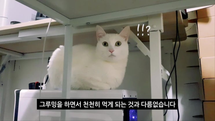  고양이 우울증의 증상 및 정서적 안정주는 제품!?