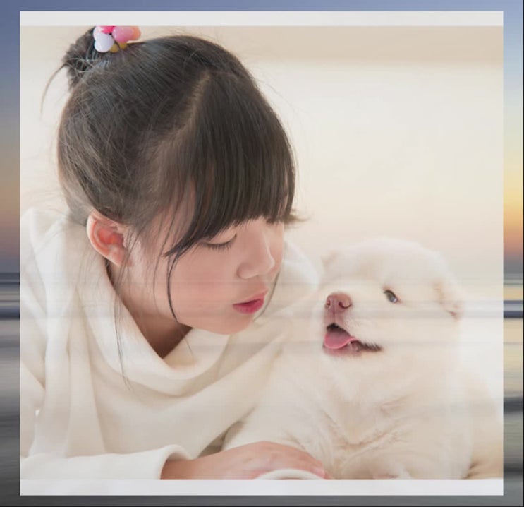  강아지무지개다리 건널 때, 올바른 선택은 레인보우엔젤에서
