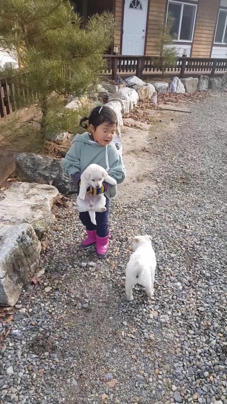  강아지 집 만들어 주기