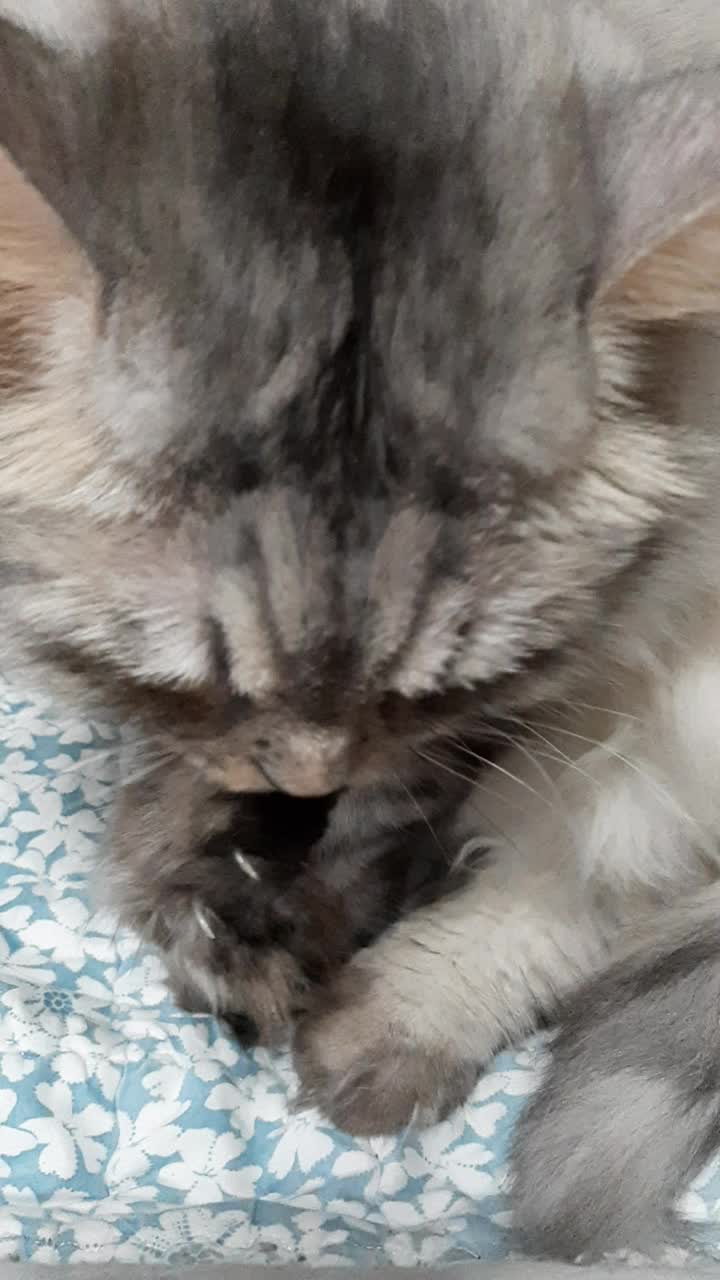  고양이 키우기 궁금증 : 고양이는 하루에 그루밍을 얼마나 하나요?